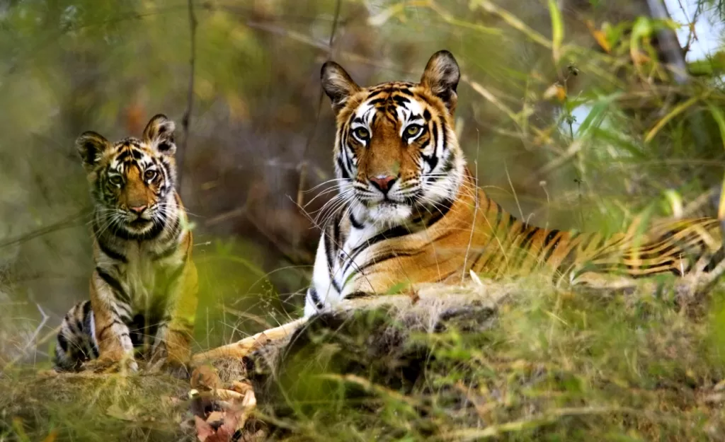 Two tigers relocated to Madhav National Park : MP