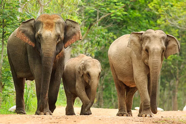 Three elephants electrocuted while crossing illegal fence in Tamil Nadu