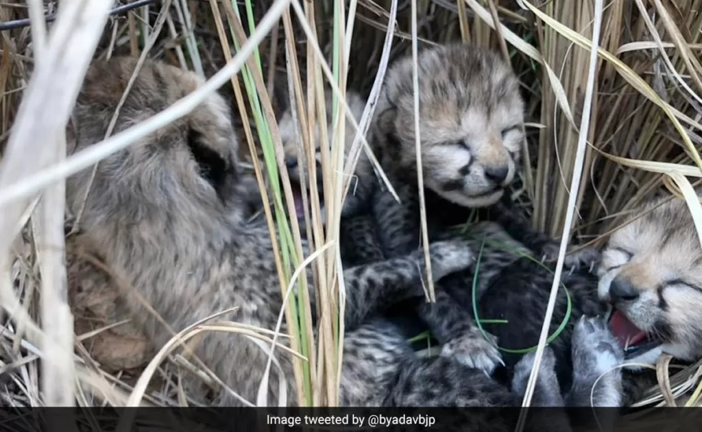 Cheetah translocated to India from Namibia gives birth to four cubs