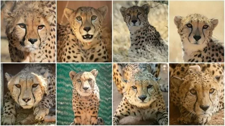 Nambian Cheetah Sasha Dies In MP After Kidney Disease