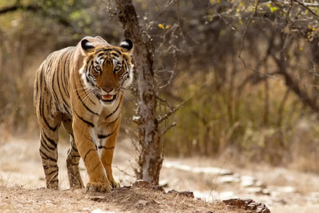 Tiger Attack In Chhattisgarh Forest ; 1 Killed, 2 Injured