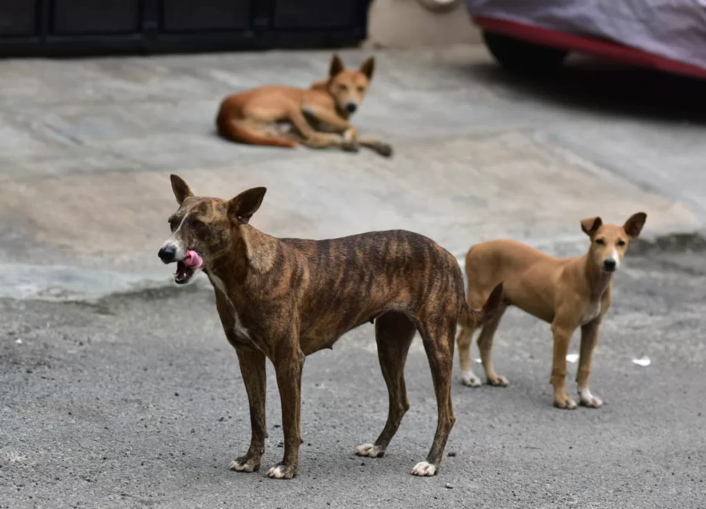 Infant mauled to death by stray dogs in Aligarh, second attack in a month