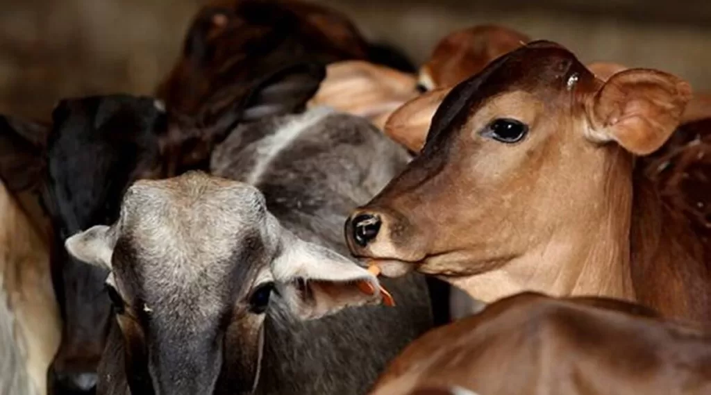 Cases registered after cows found injured in Delhi