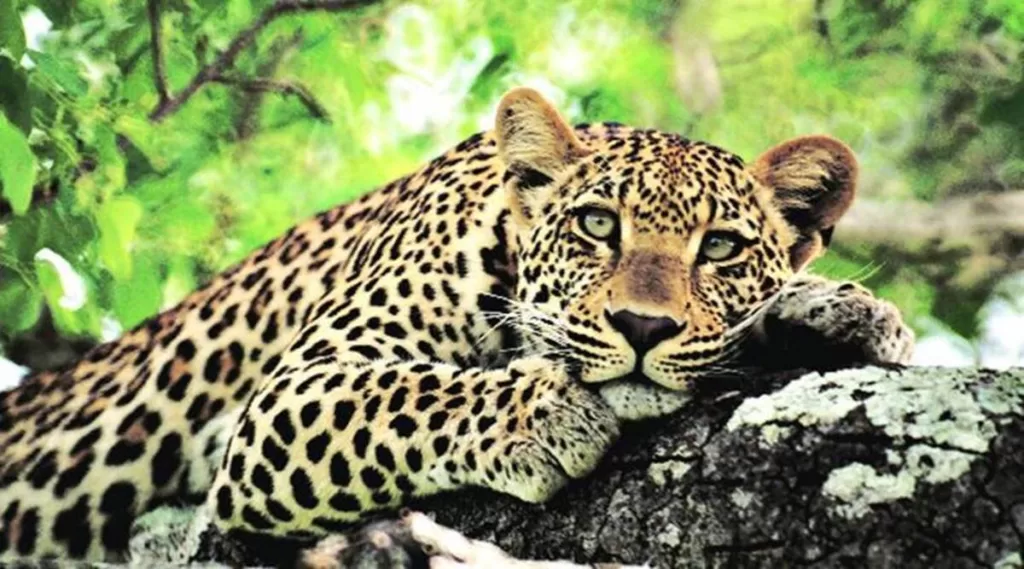 Leopard Attacks Farmer In Gujarat's Amreli