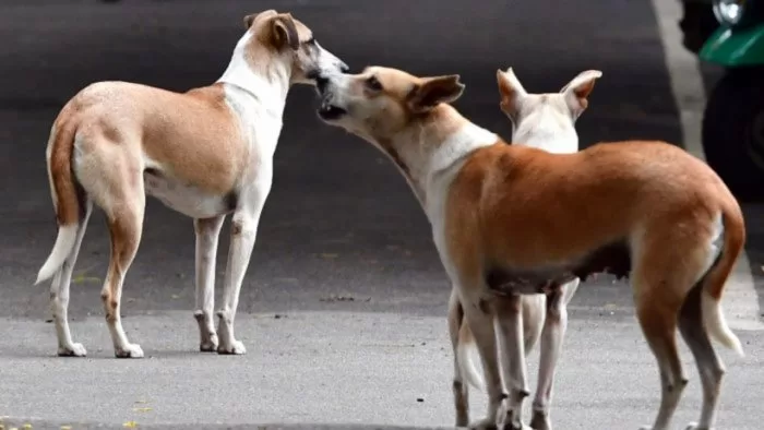 11-Year-Old Boy Dies In Stray Dogs Attack In Kerala