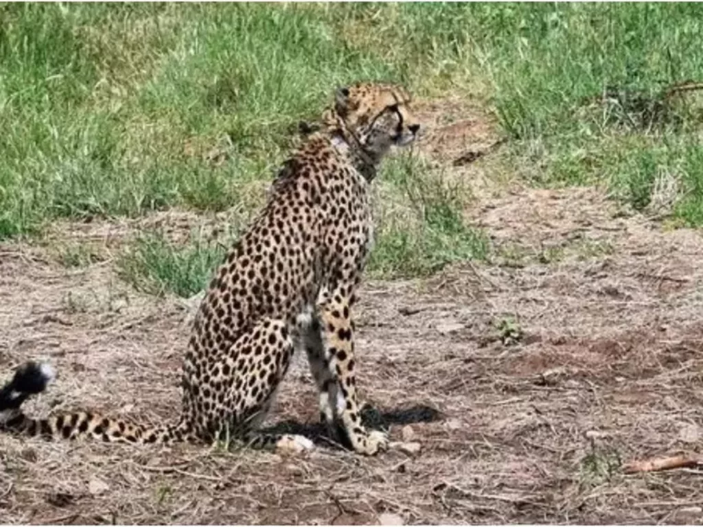 SC Expresses Concern On Death Of Cheetahs Housed At MP's Kuno Reserve